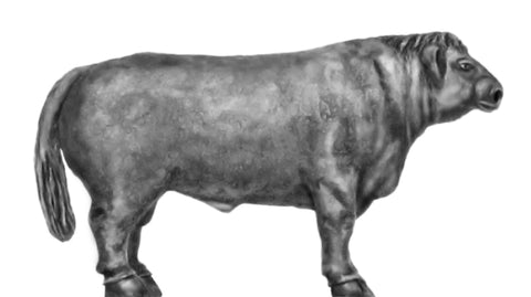 (100ANM31) Belted Galloway Herd - 4 pieces